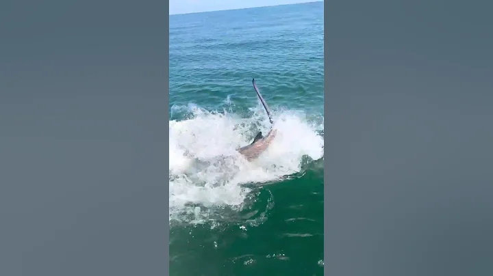 Giant sharks eats 200 Pound tarpon at the boat! #tarpon #hammerhead #fishing
