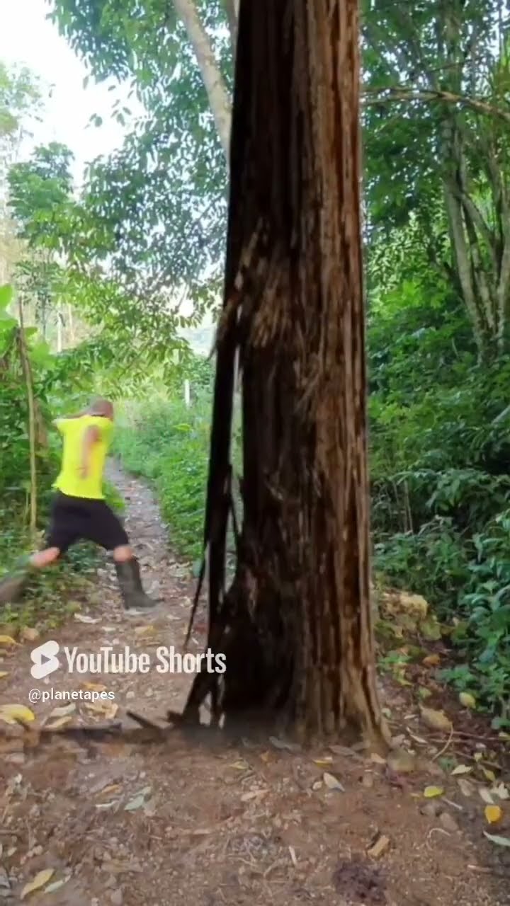 Impossible Ancient Tree Falls From Sky #magic #entertainment