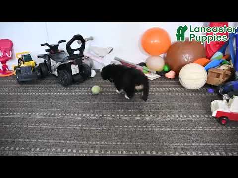 Adorable Miniature Australian Shepherd Puppy