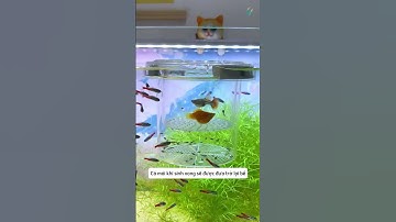 Safe Isolation Box for Guppy Fry #aquatic #shorts