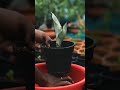 Quick Guide: Planting Your New Snake Plant 🌿 | YouTube Shorts