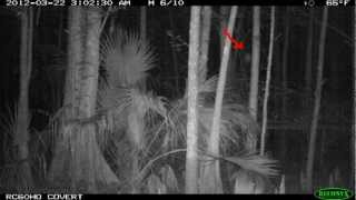 Bigfoot hunting deer with original images