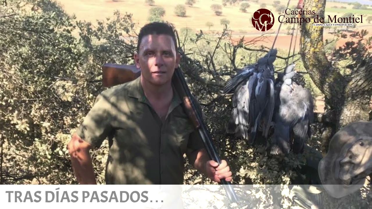 PALOMAS TORCACES EN MEDIA VEDA
