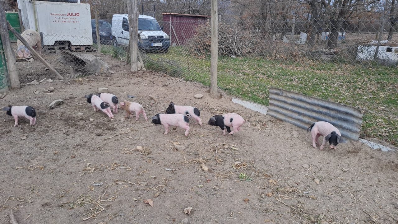 Los Porcos Celtas resisten en Manzaneda