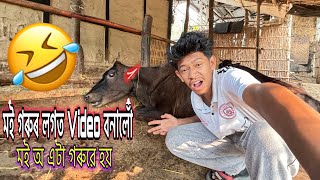 মই অ এটা গৰুৱে হয় 🤣|| New Assamese vlog || Bitupan Vlog