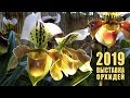 Выставка орхидей и бромелий "Осколки радуги", Ботанический сад Петра Великого, Санкт-Петербург 2019