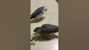 Java sparrows Love Pea sprouts!