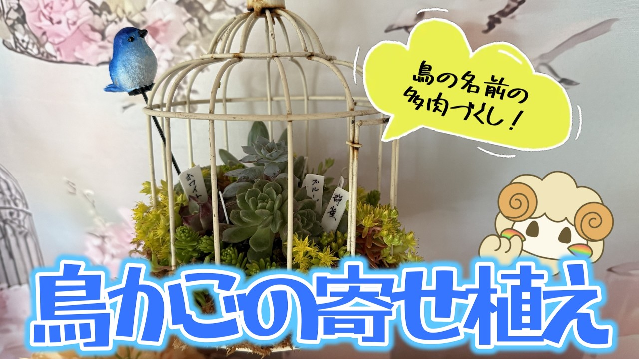 鳥の名前が付いた多肉植物を使った鳥かごの寄せ植え - YouTube