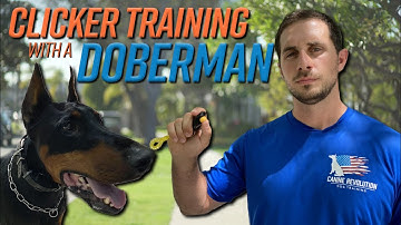 Dog Trainer Explains What A 