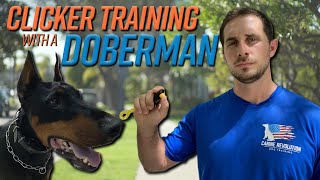 Dog Trainer Explains What A 'Clicker' is Used for in Dog Training