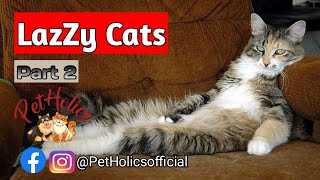 Cute Cats videos - Part 2 ||  PetHolics by PetHolics 669 views 2 years ago 2 minutes, 58 seconds