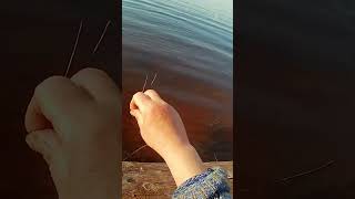 селигерский вертолёт-лучший фидерный монтаж. #рыбалка  #фидер  #селигер
