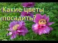 Цветы для сада!  Неприхотливы, но весьма красивы!