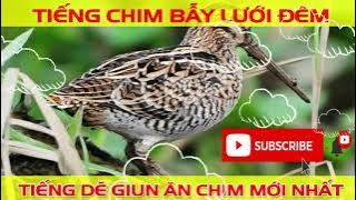 Tiếng chim rẽ giun bản mới chuẩn siêu ăn chim, tiếng dẽ giun đánh lưới đêm, tiếng chim bẫy lưới
