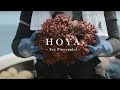 【FULL】宮城・三陸産ほや スペシャルムービー「無限の可能性」 / Hoya - Sea Pineapples - "Unlimited Possibilities", Sanriku-Japan