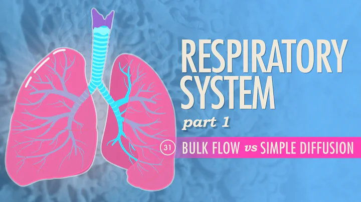 Respiratory System, Part 1: Crash Course Anatomy & Physiology #31