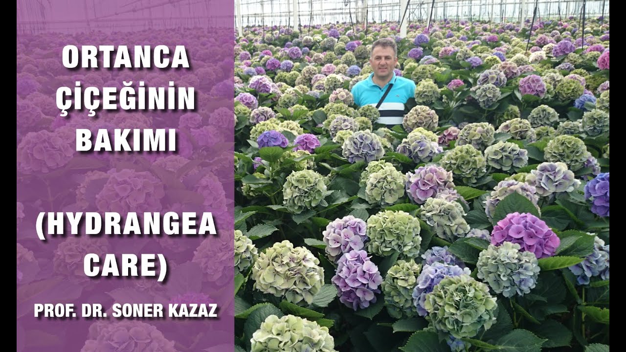 Уход за гортензией, почему она не цветет, уход за гортензией, выбор места, обрезка, советы