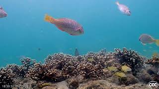 Snacking Female Yellowtail Parrotfish