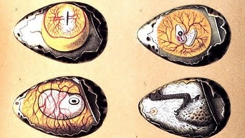 Gilles Deleuze "Difference and Repetition" | Chapter 4: Ideas and the Synthesis of Difference