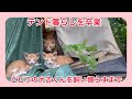 ビビり猫を飼い慣らすまで。テント暮らしから保護したけど‥【保護猫】【ビビり猫】