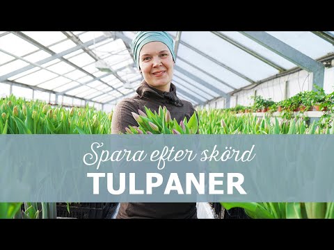 Video: Kan man klippa ner tulpaner efter blomning?
