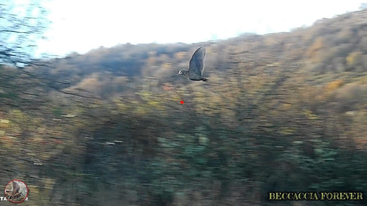 A CACCIA DI BECCACCE TRA GHIACCIO E SOLE #hunting #beccaccia #woodcock