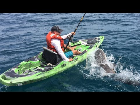 Watch shark flip over kayaker in middle of ocean - YouTube