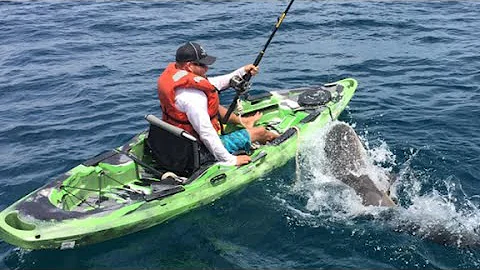 Watch shark flip over kayaker in middle of ocean