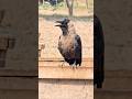House Crow Calling #shorts