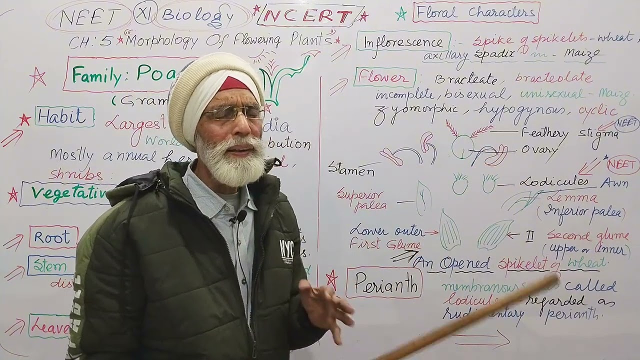 CH-5, Morphology Of Flowering Plants, Family -Poaceae,Class 11, NEET Biology, NCERT