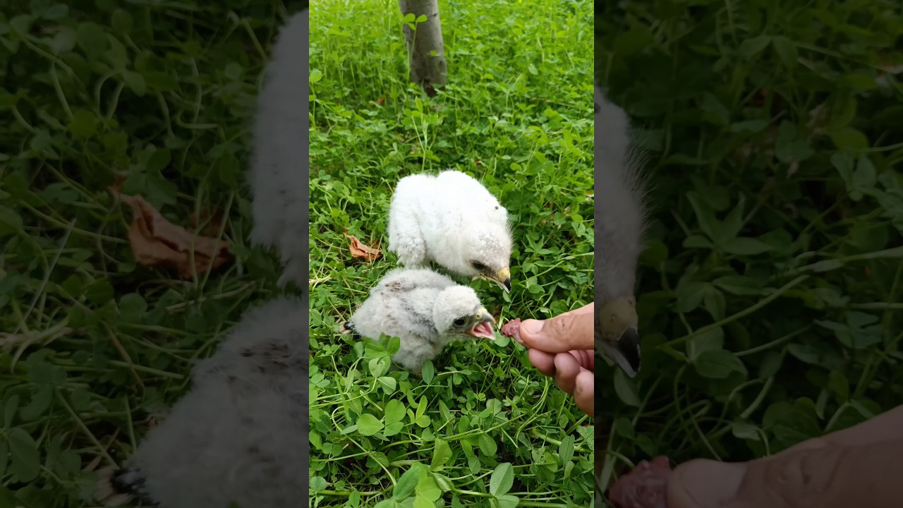 Feeding a booted eagle chick and a falcon chick in the nature! 