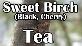 Sweet Birch Tree Identification - Black Birch, Cherry Birch - How to make Tea - Deranged Survival