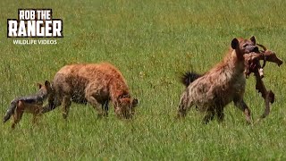 Hyenas With Scraps | Lalashe Maasai Mara Safari