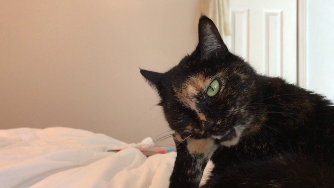 My cat bites her nails - YouTube