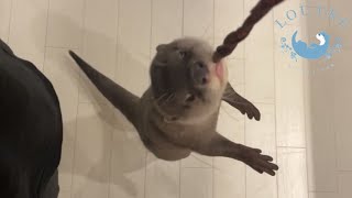 カワウソの子どもと遊んでいたら、ママが嫉妬した! Otter Gets Jealous When I Play With Her Children