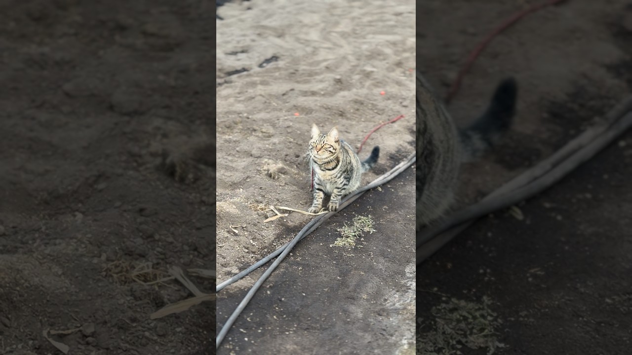 獲物を発見ニャン! #猫 #cat #huntingcat #shorts