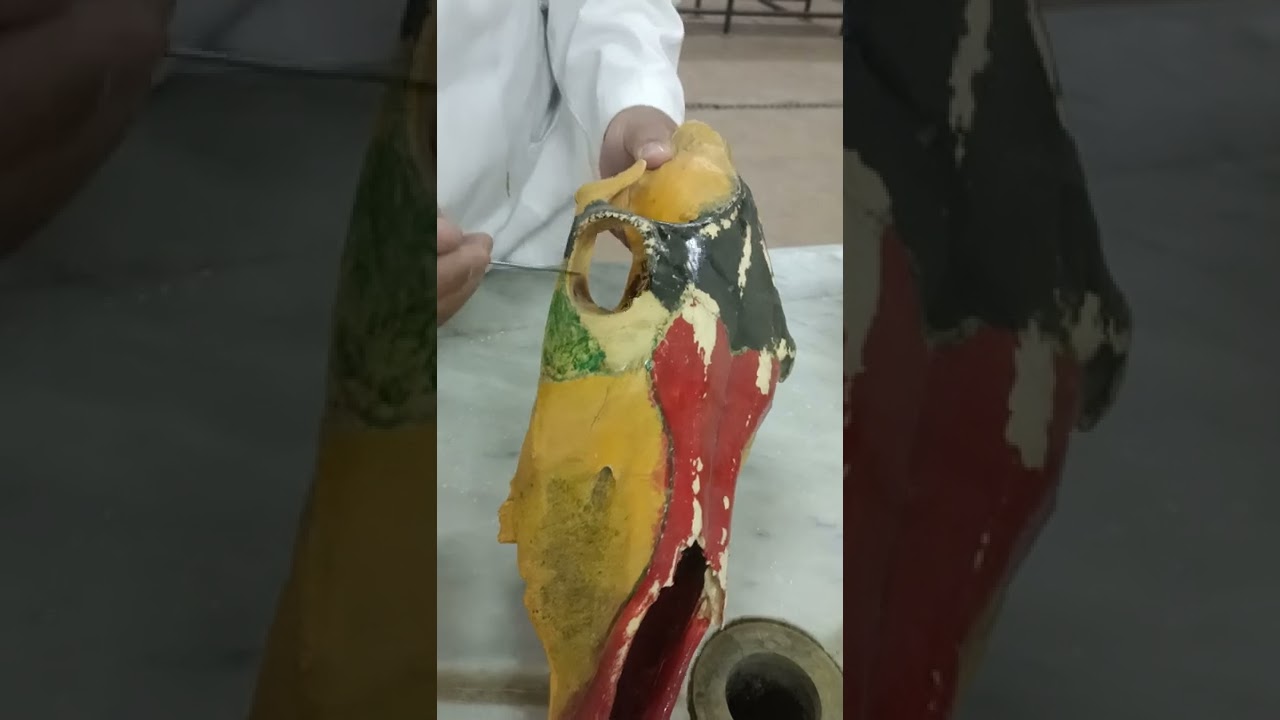 skull horse dorsal and lateral surfaces دكتور رمضان ساري