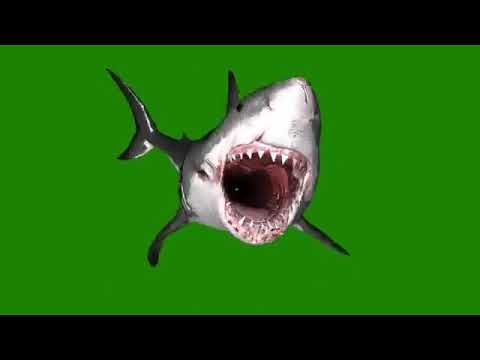 green screen shark