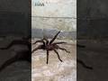 😱 WATCH OUT! Giant Tarantula prank scares cameraman dad
