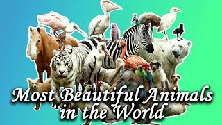 Most beautiful animals in the world