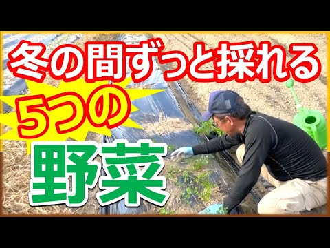 寒い地域でも冬野菜を収穫!成功する3つのポイント