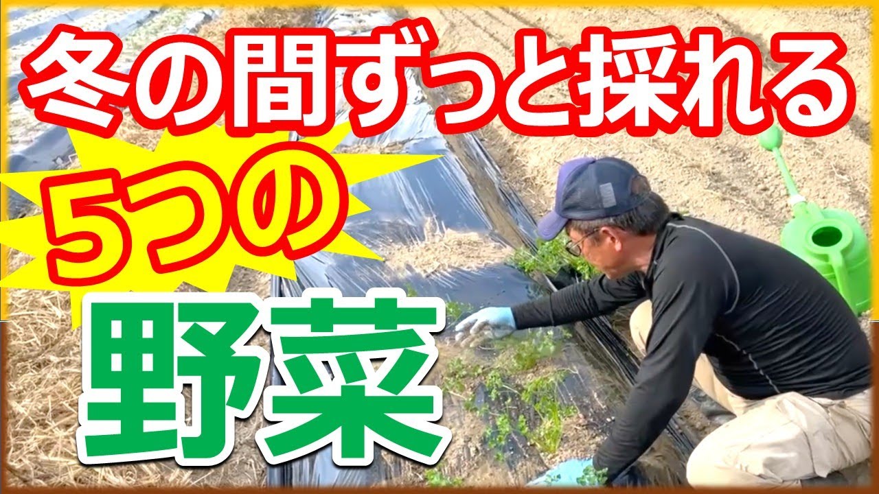 冬の間ずっと収穫できる野菜5選！
