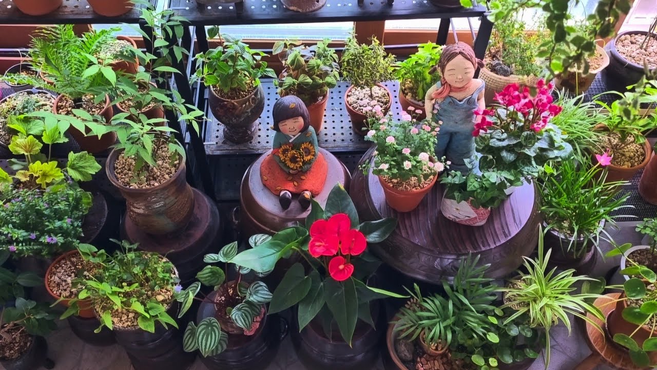 #베란다정원 꽃 피우기 시작하는 꽃 #사랑초#야생화