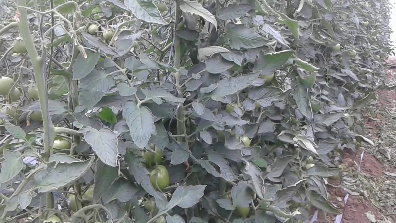 potasa caustica  o hidróxido de potasio en  agricultura