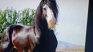 Hey Kiley~look~ Emo horse