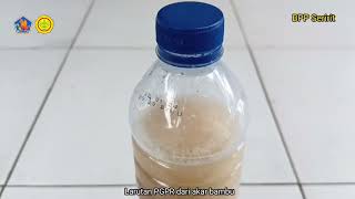Aplikasi Paenibacillus polymixa untuk mengendalikan Kresek pada Tanaman Padi