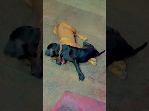 Cane Croso puppies cuteness overloaded