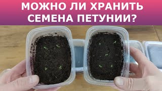 видео: Как взошли семена петунии прошлого года ? Можно ли хранить семена петунии? Соло против Беллы. картинка: Как взошли семена петунии прошлого года ? Можно ли хранить семена петунии? Соло против Беллы.