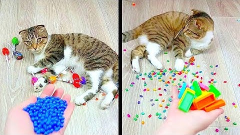 Cat Marbles Satisfying Reverse Video ASMR Funny Video