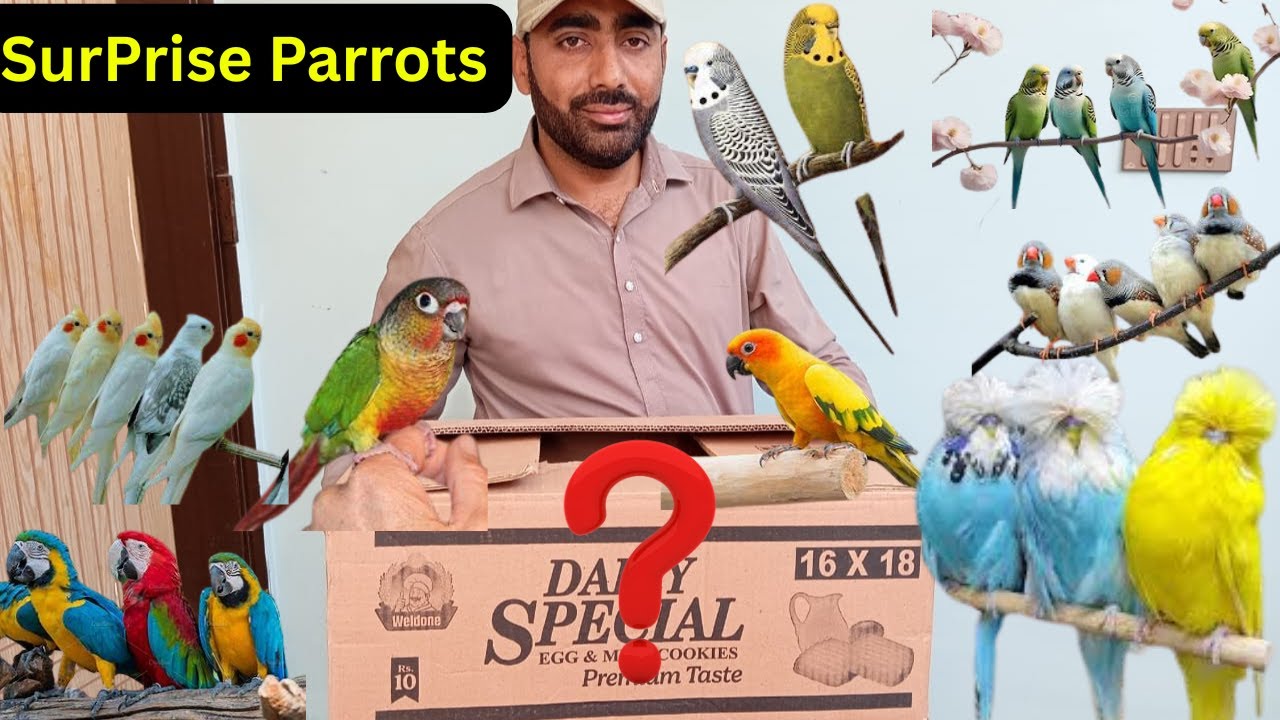 Surprise Parrots Ko Aviary Mein Chor Dia 🥰Biggest Aviary 😱 Budgies Parrots Ly Aiye 🥰